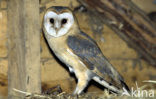 Barn Owl (Tyto alba)