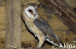 Barn Owl (Tyto alba)