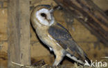 Barn Owl (Tyto alba)