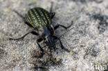 Kettingschalebijter (Carabus granulatus)