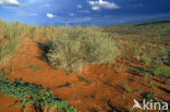 Kgalagadi Transfrontier Park