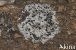 Kleine blauwkorst (Porpidia crustulata) 