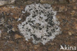 Concentric boulder lichen (Porpidia crustulata)