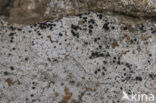 Concentric boulder lichen (Porpidia crustulata)