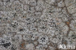 Concentric boulder lichen (Porpidia crustulata)