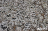 Concentric boulder lichen (Porpidia crustulata)