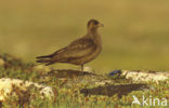 Kleine Jager (Stercorarius parasiticus)