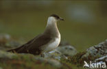 Kleine Jager (Stercorarius parasiticus)