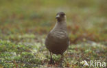 Parasitic Jaeger (Stercorarius parasiticus)