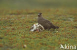 Parasitic Jaeger (Stercorarius parasiticus)