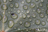 Common ivy (Hedera helix)