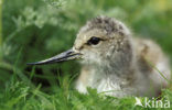 Pied Avocet (Recurvirostra avosetta)
