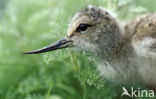 Pied Avocet (Recurvirostra avosetta)