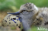 Pied Avocet (Recurvirostra avosetta)