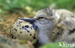 Pied Avocet (Recurvirostra avosetta)