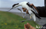 Pied Avocet (Recurvirostra avosetta)