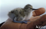 Pied Avocet (Recurvirostra avosetta)