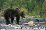 Kodiakbeer (Ursus arctos middendorffi)