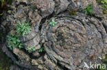 Cow (Bos domesticus)