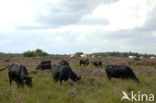 Cow (Bos domesticus)