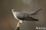 Common Cuckoo (Cuculus canorus)