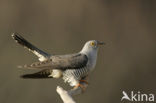 Common Cuckoo (Cuculus canorus)