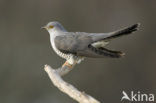 Common Cuckoo (Cuculus canorus)