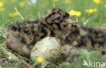 Black-headed Gull (Larus ridibundus)