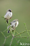 Social Weaver (Philetairus socius)