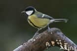 Koolmees (Parus major)