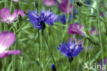 Korenbloem (Centaurea cyanus) 