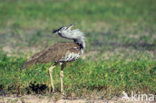 Kori Bustard (Ardeotis kori)