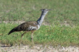 Kori Bustard (Ardeotis kori)