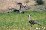 Kori Bustard (Ardeotis kori)