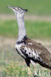 Kori Bustard (Ardeotis kori)