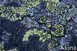 Lichen
