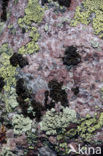 Lichen