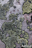 Lichen