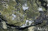 Lichen