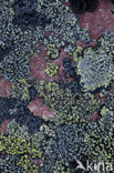 Lichen