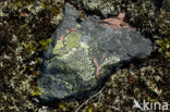 Lichen