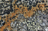 Lichen