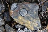 Lichen