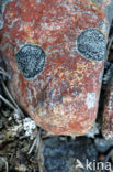 Lichen