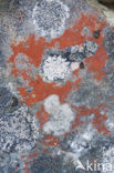 Lichen