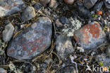 Lichen