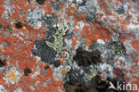 Lichen