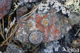 Lichen