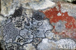 Lichen