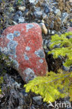 Lichen